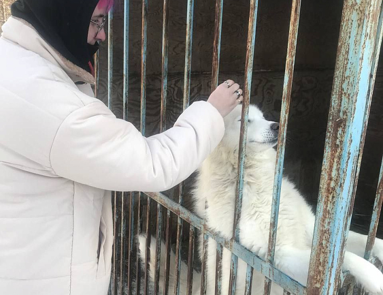 Помоги пушистому другу