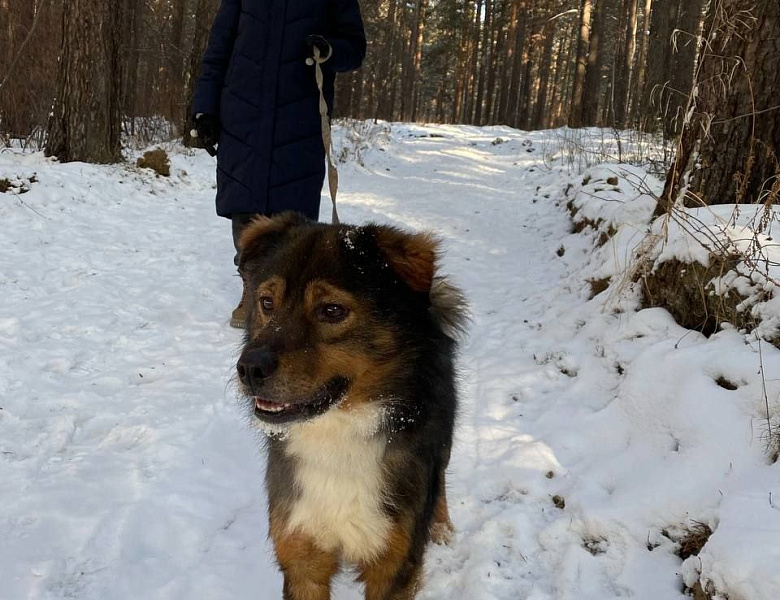 Помоги пушистому другу